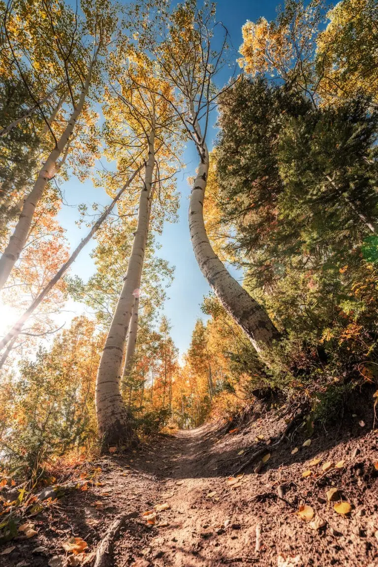 Buds Trail 9/25, 2023
