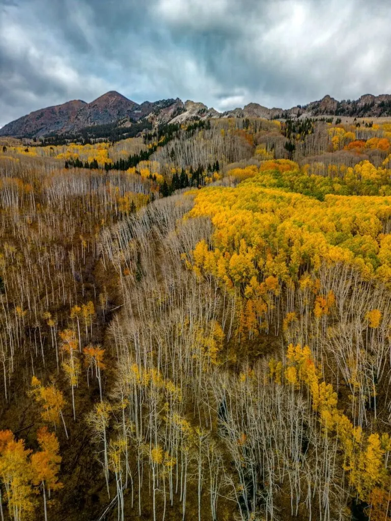Kebler Pass 10/13, 2024