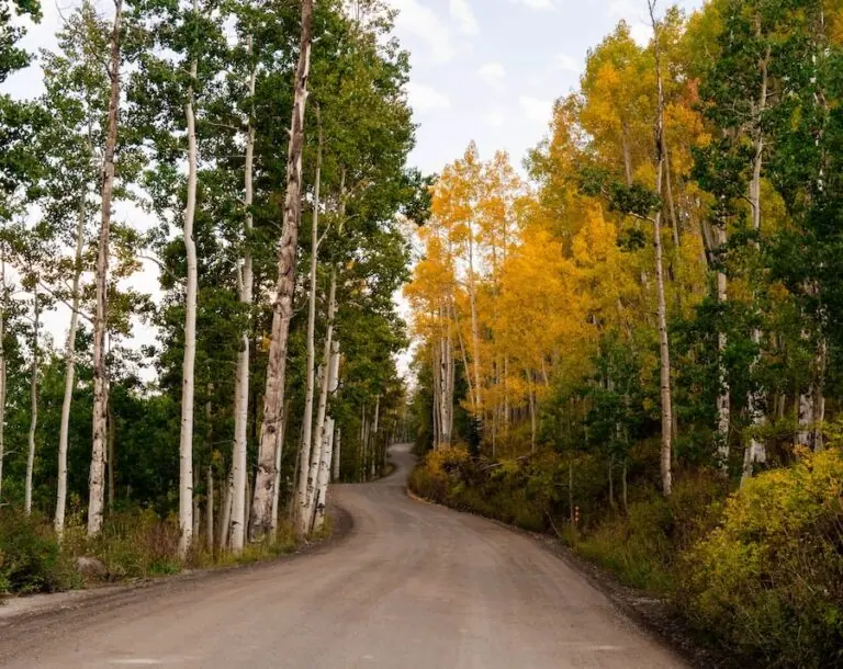 Gothic Rd 9/12, 2024