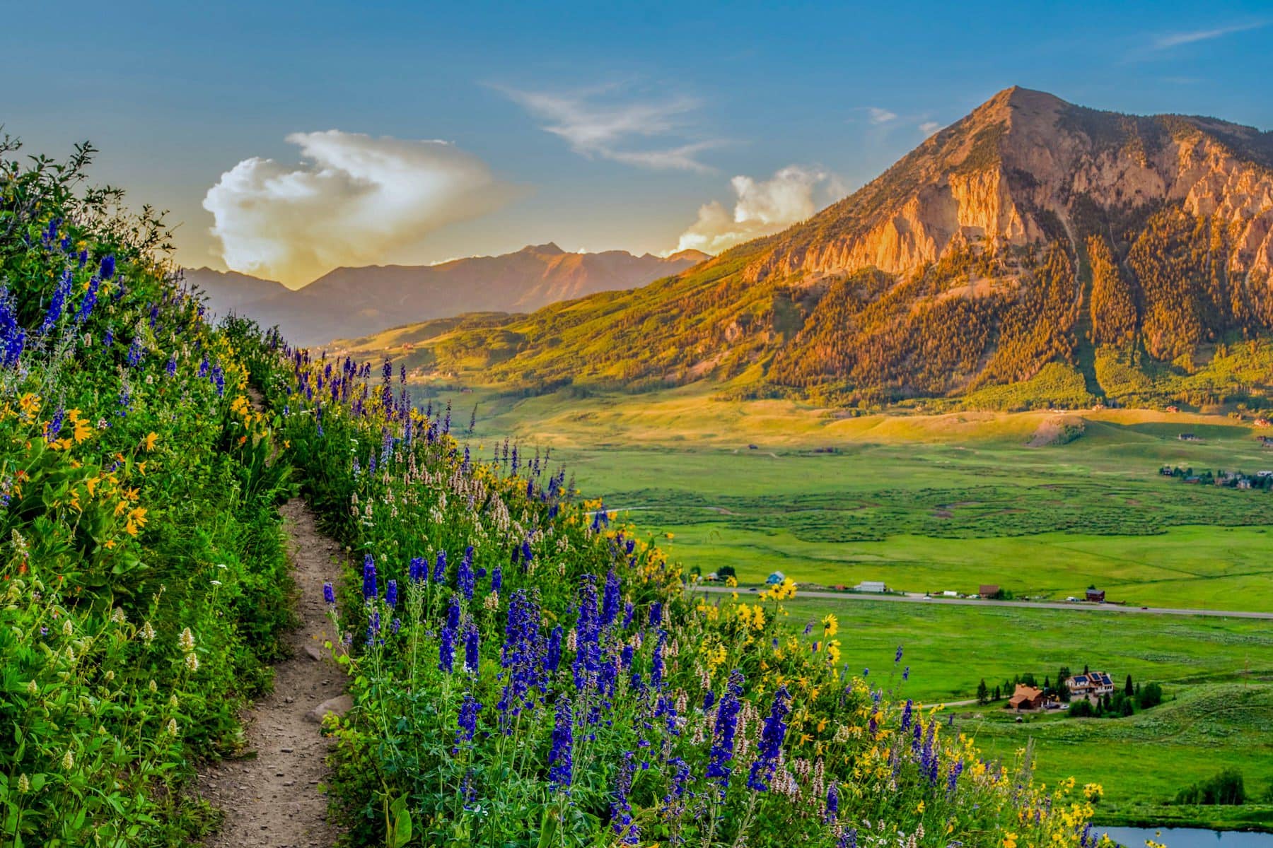 Wildflowers in Crested Butte