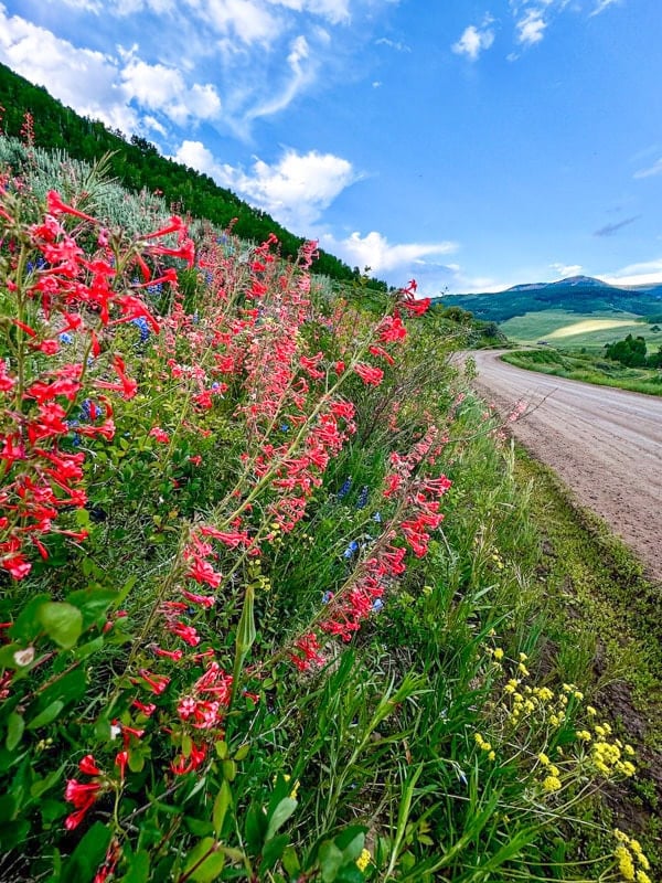 Scarlet gilia wildflowers near Crested Butte