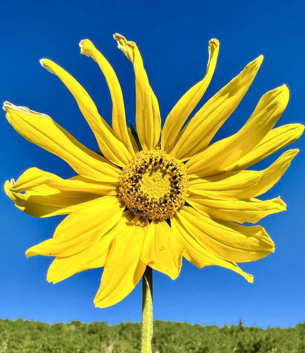 Wildflower close-up near Crested Butte