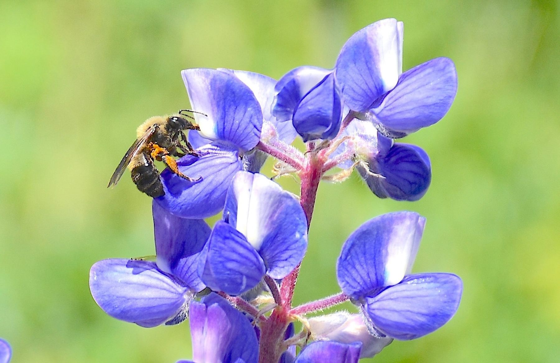 2-Hour Gothic Campus Interpretive Wildflower Hike