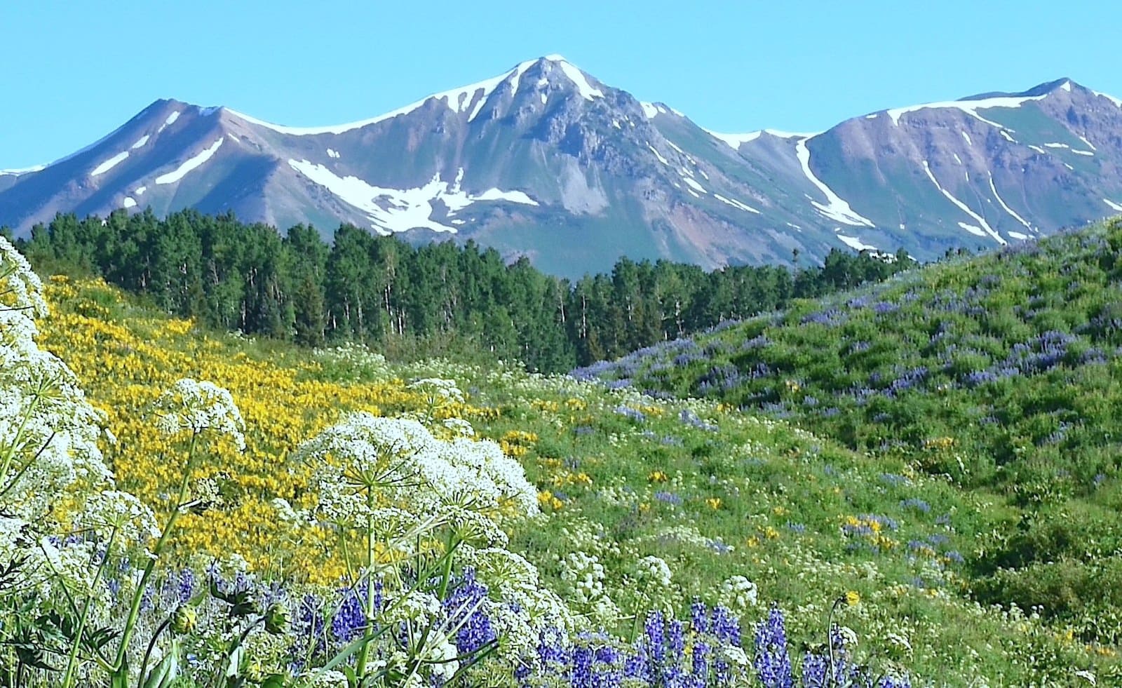 3-Hour Judd Falls Interpretive Wildflower Hike