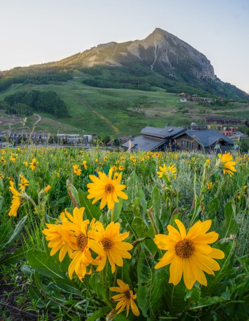Fields of Yellow
