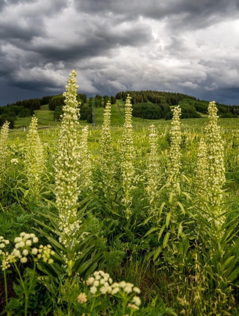 Monument Plant Superbloom