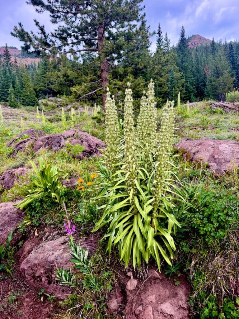 Trail photo: Pearl Pass