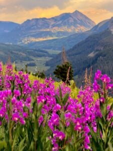 401 Fireweed Explosion