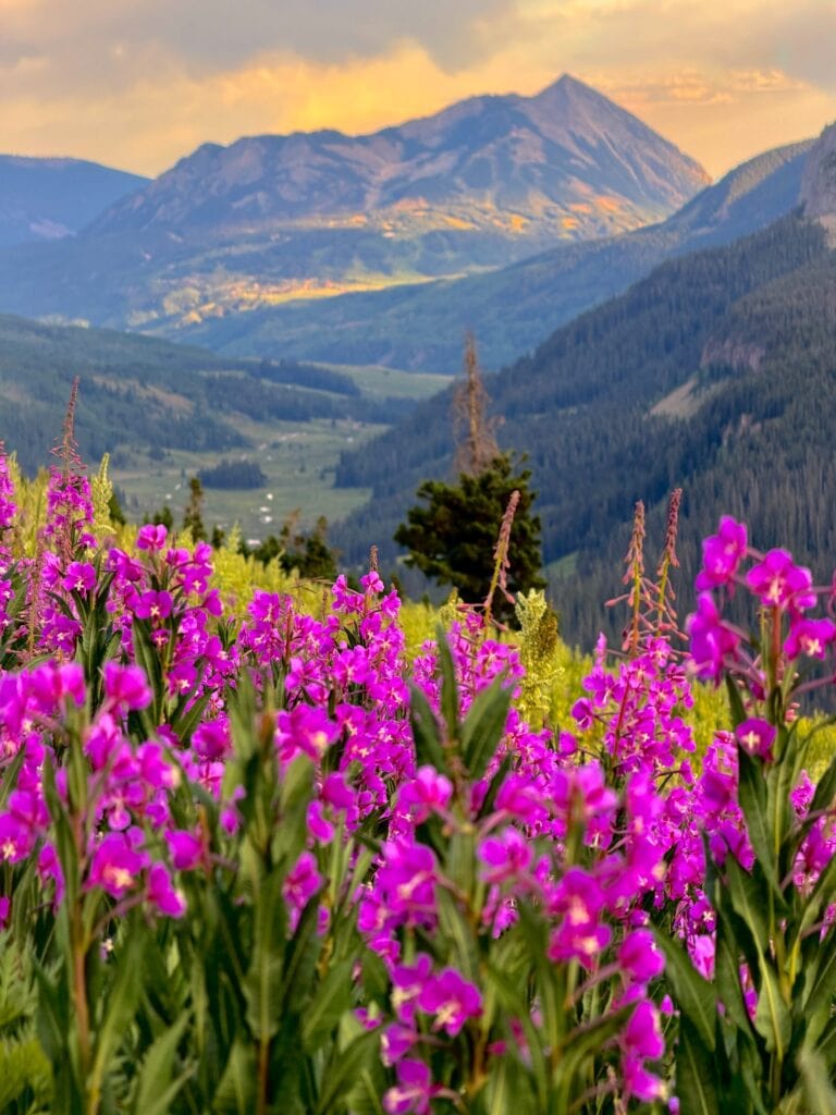 401 Fireweed Explosion