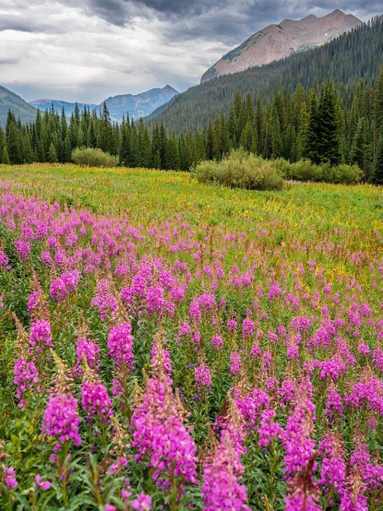 Peak Gothic Fireweed