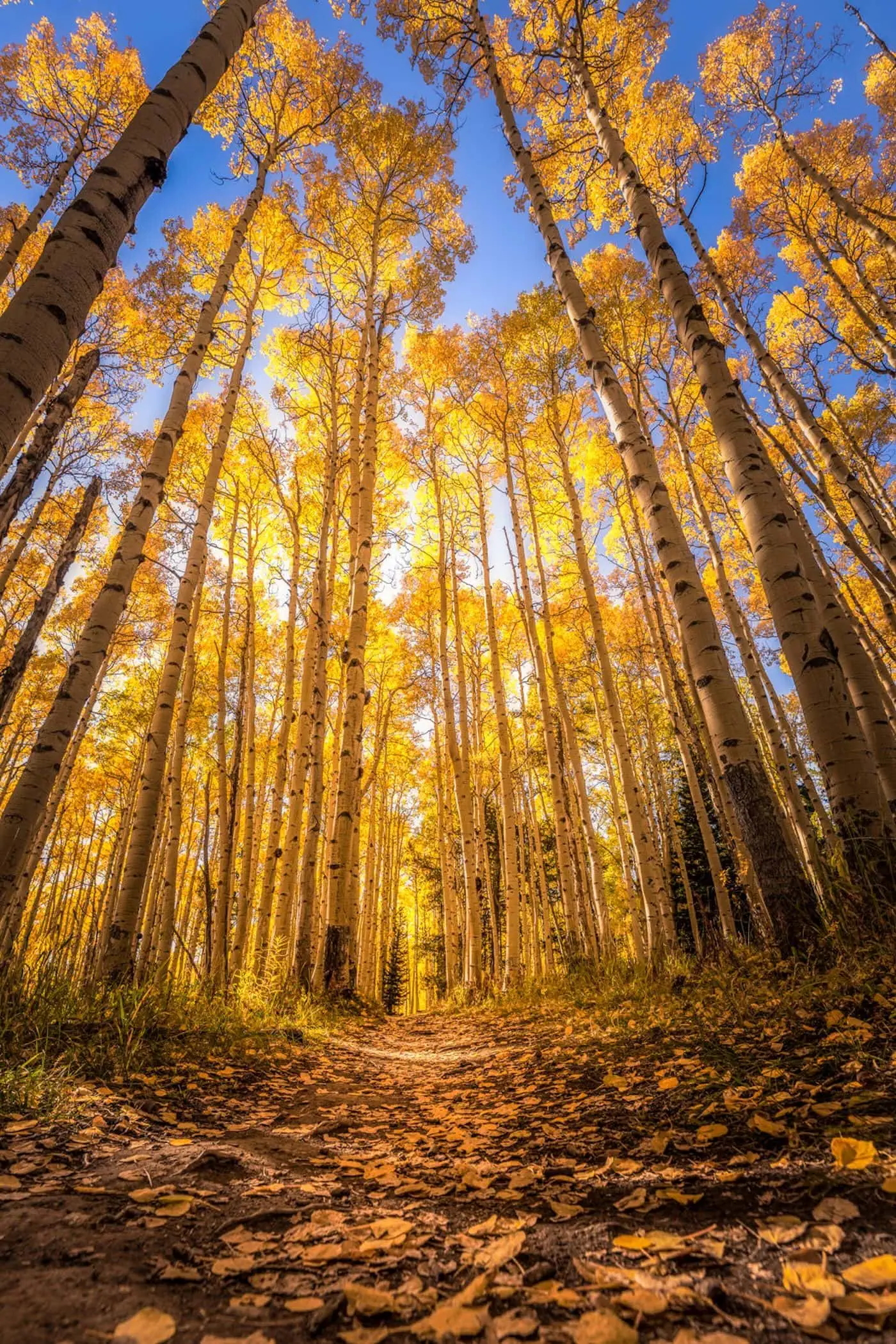 Through the towering canopy