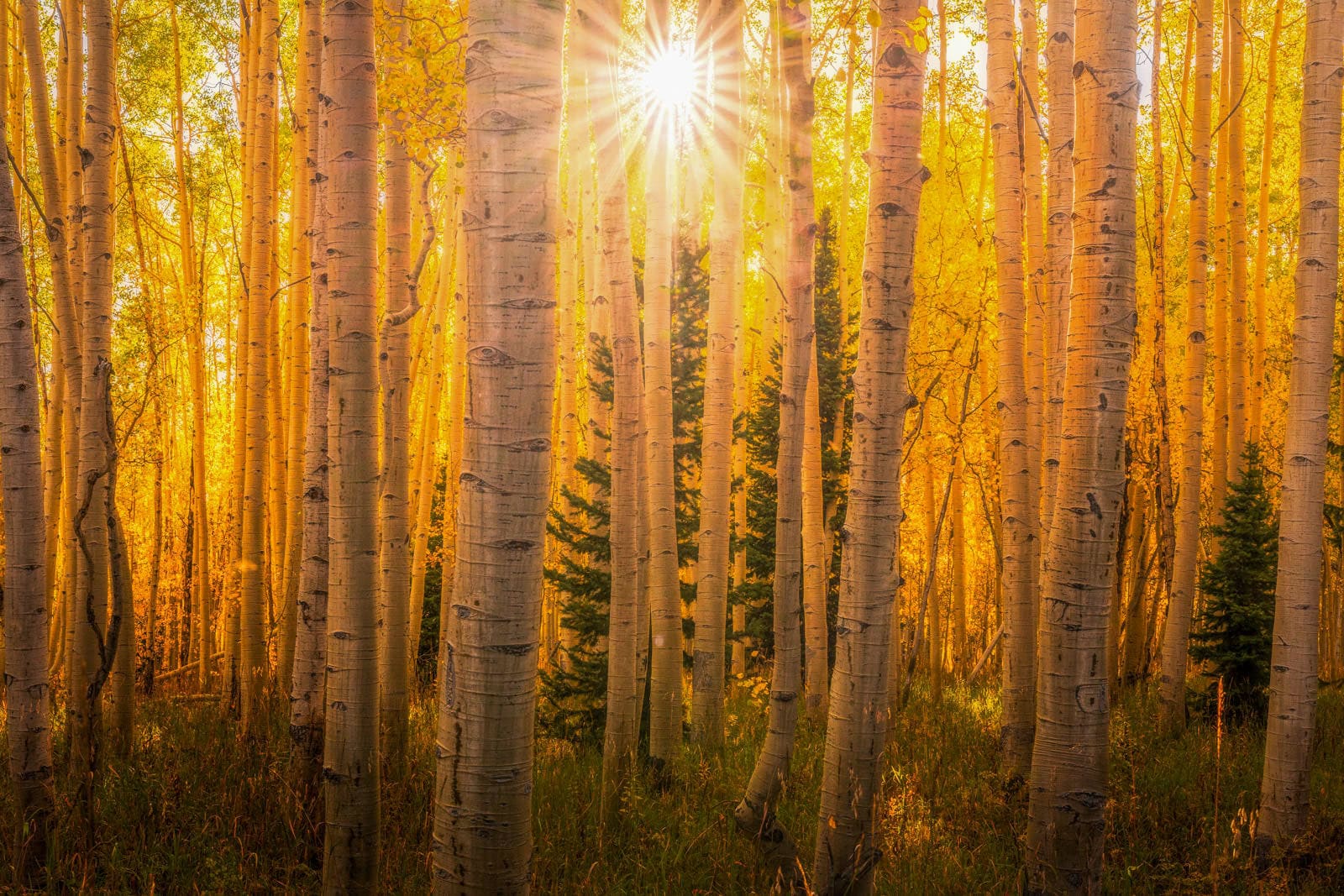 Sunrise amidst the aspens