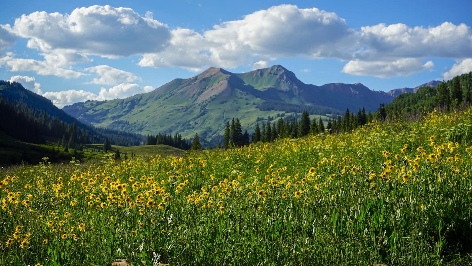 Sunflowers along the lower trail