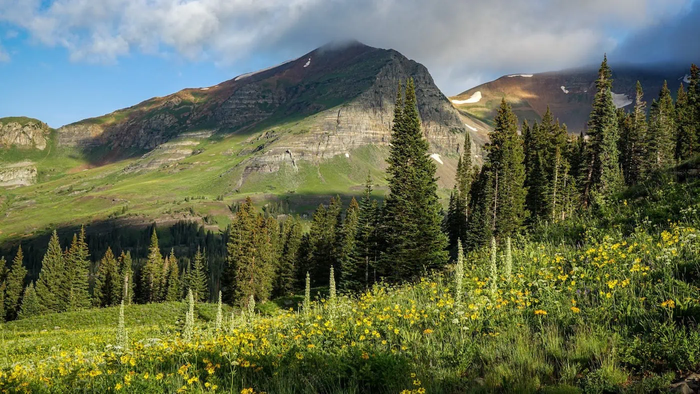 Sunflowers and spruce low on the climb