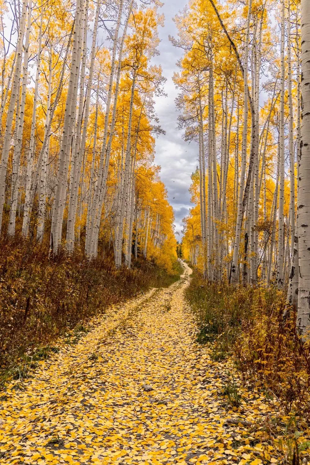 Snodgrass Mountain trail photo