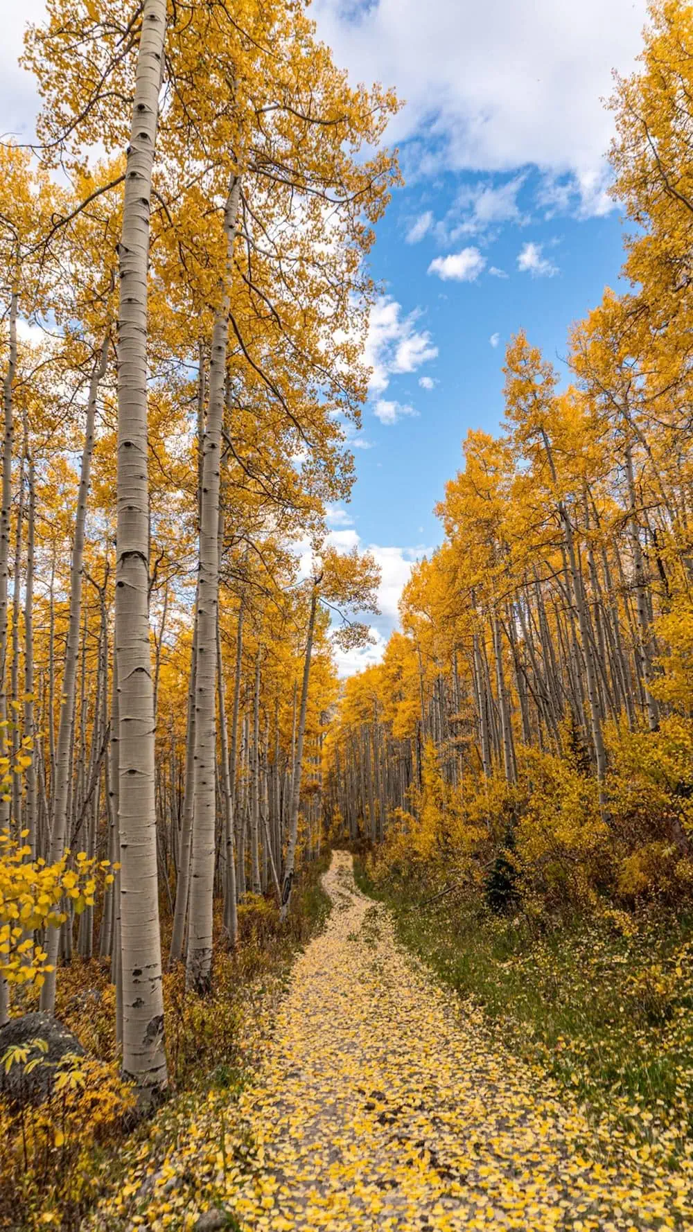 Snodgrass Mountain trail photo