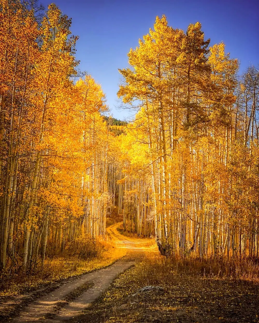 Snodgrass Mountain trail photo