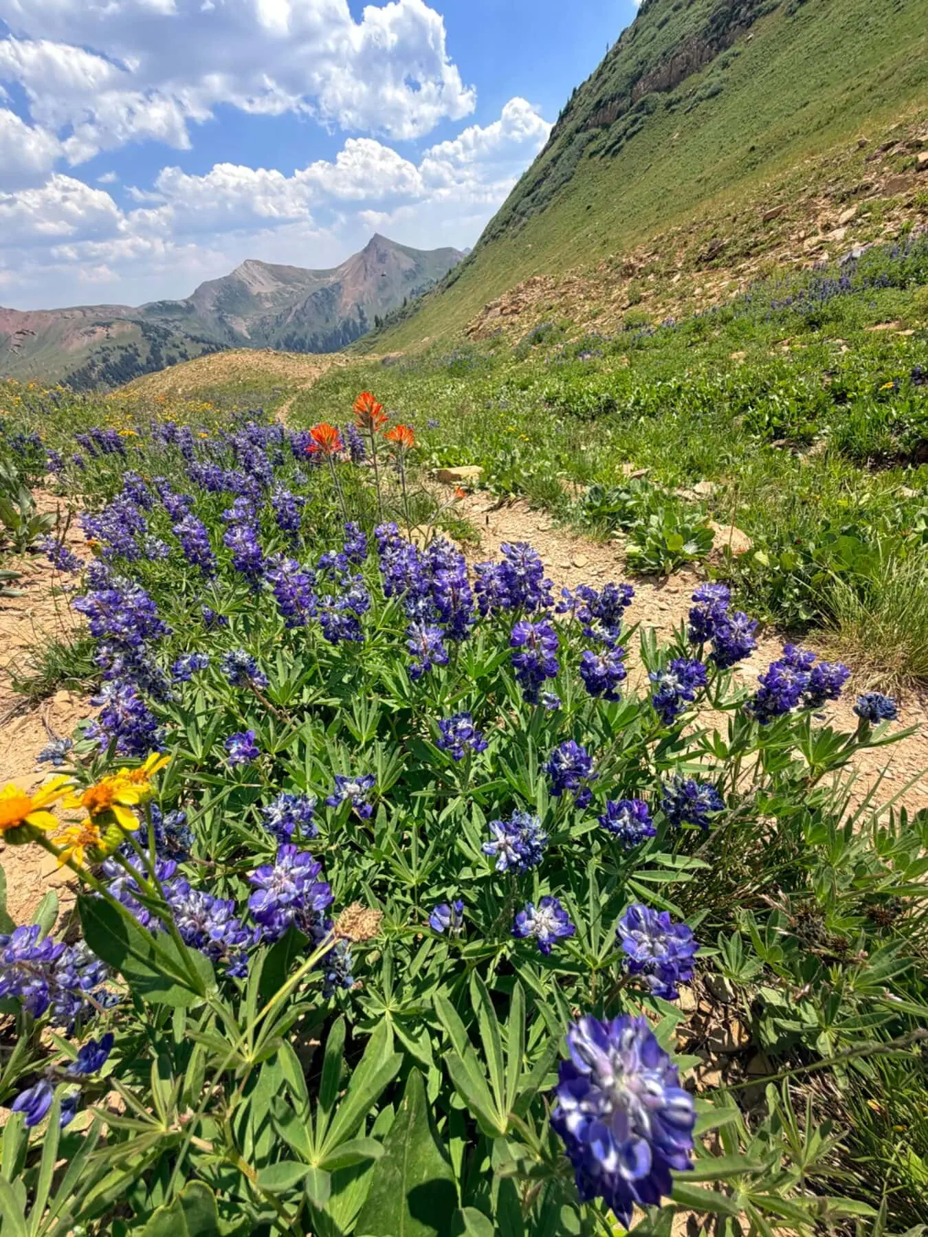 Hasley Pass Loop trail photo
