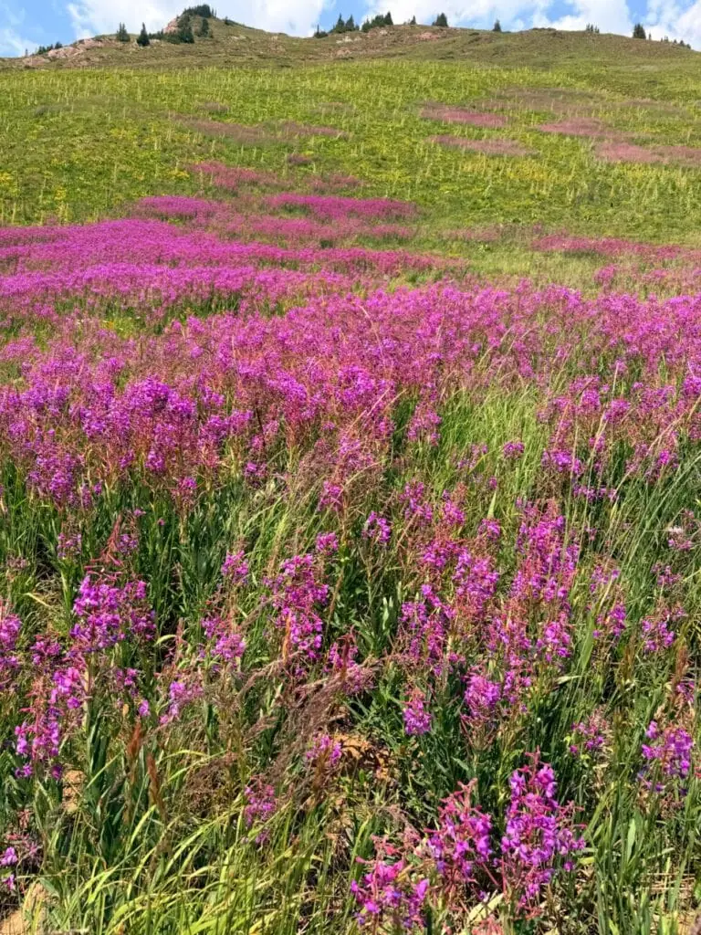 Trail photo: West Maroon Pass