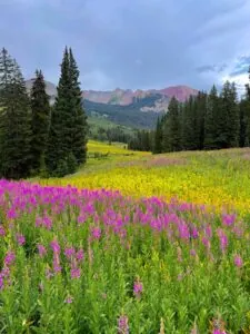 Gothic Fireweed