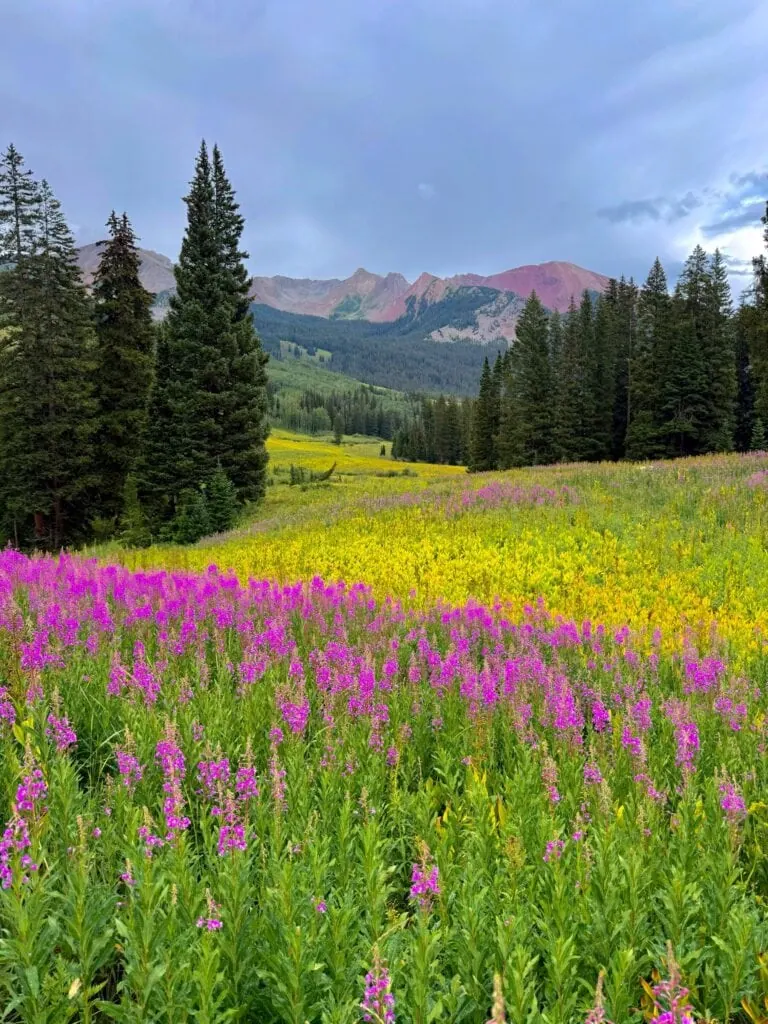 Gothic Fireweed