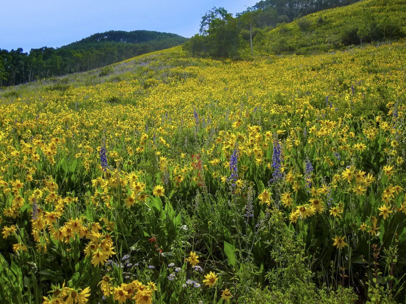 Brush Creek trail photo