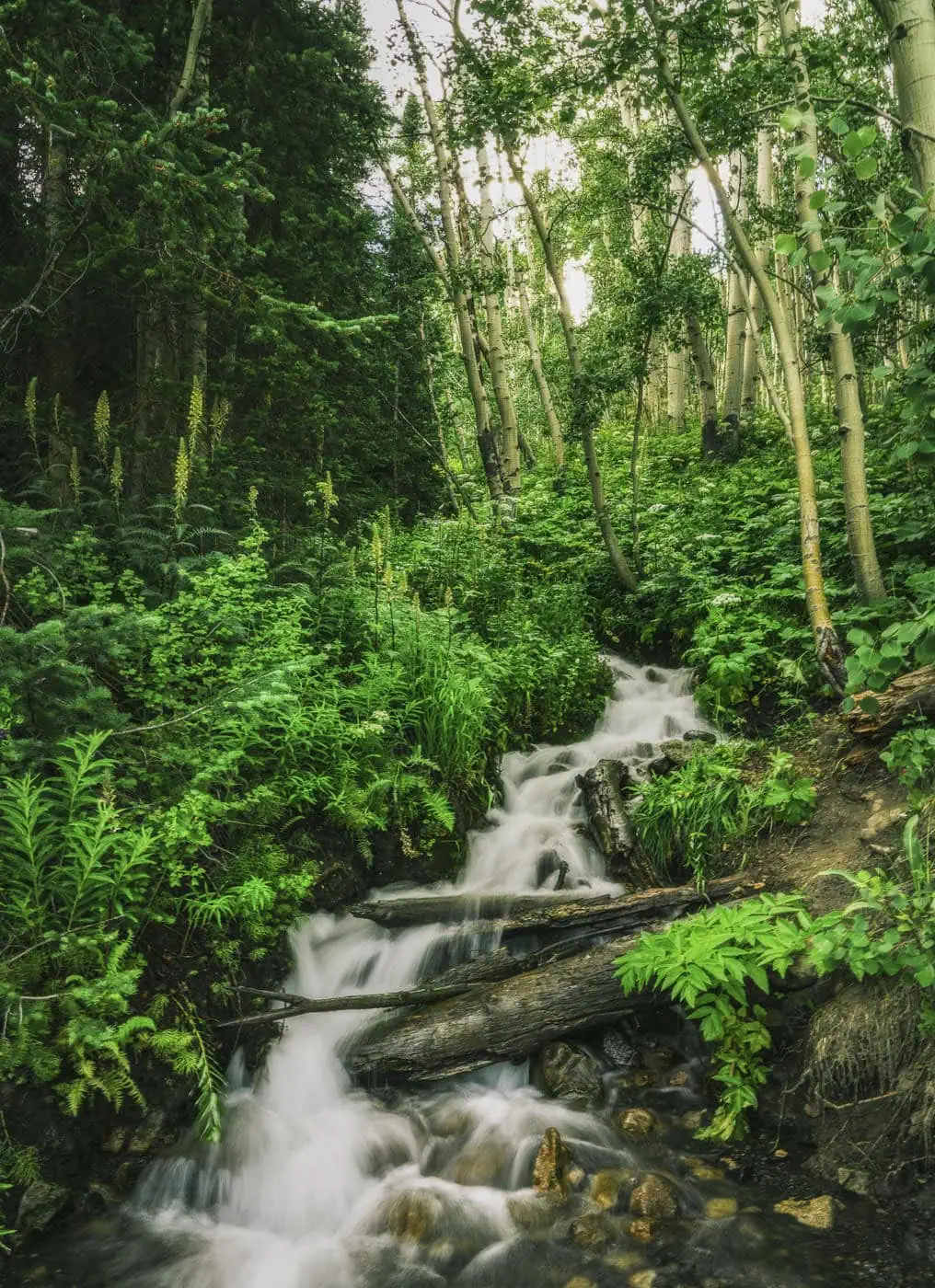Brush Creek trail photo