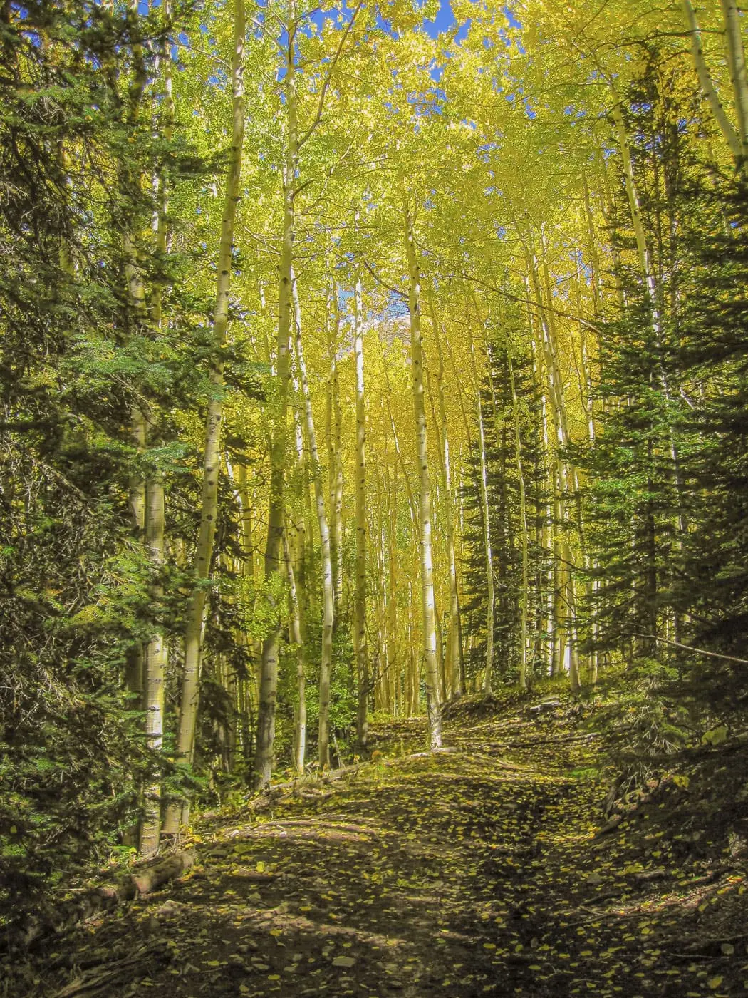Aspen canopy on the first climb