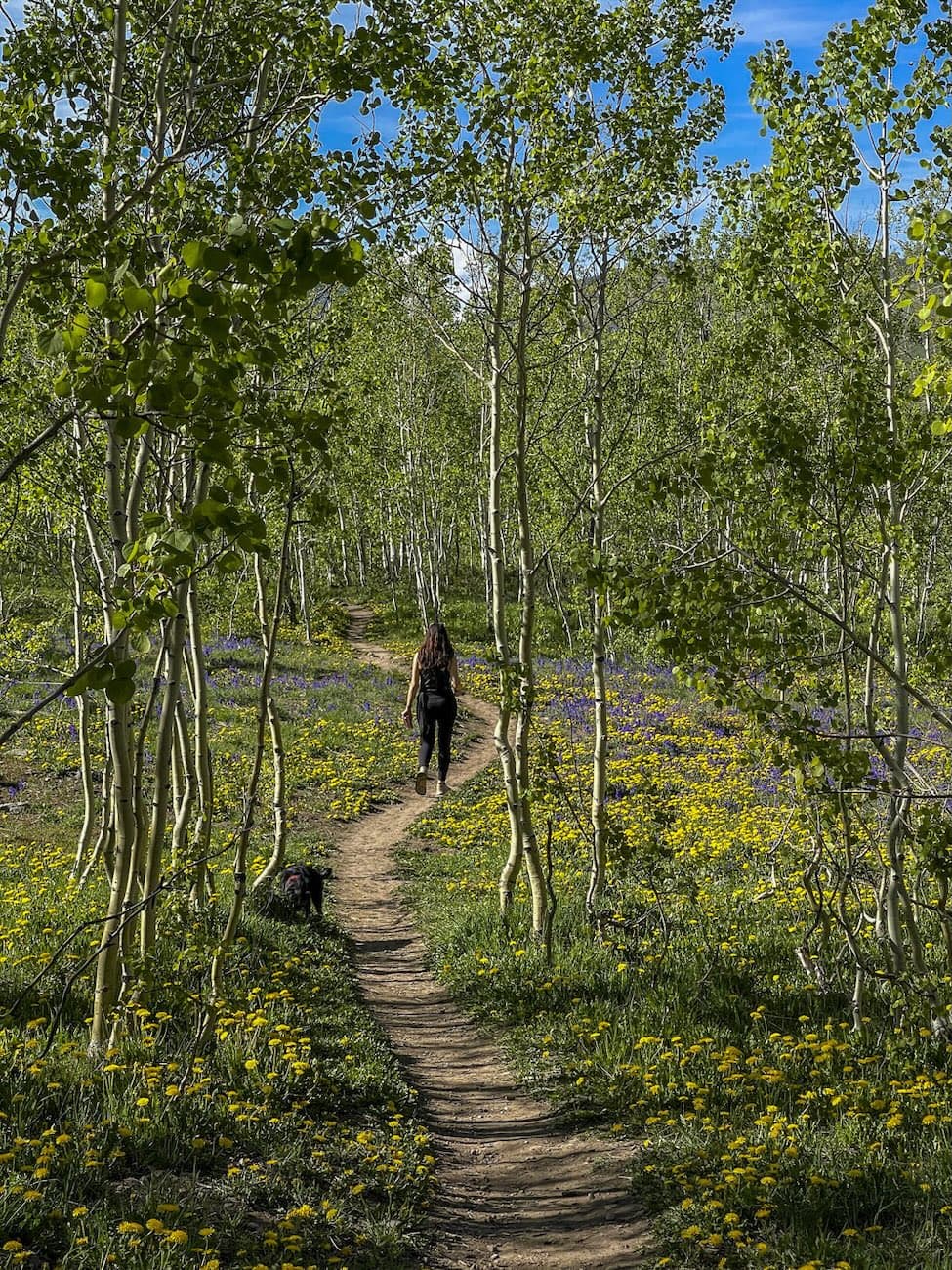 Woods Walk trail photo
