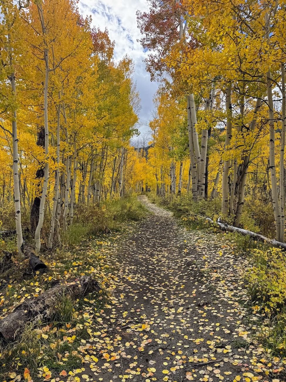 Woods Walk trail photo