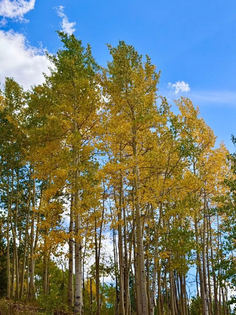 Mt Crested Butte Bike Trails