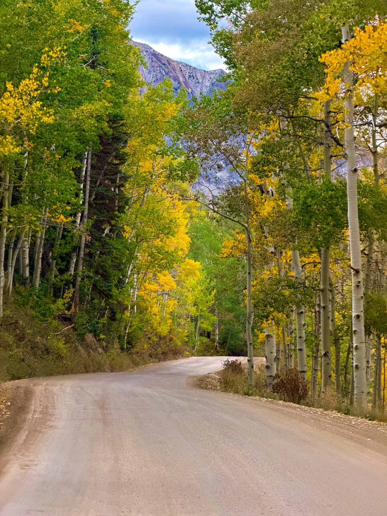 Gothic Road Aspen Grove