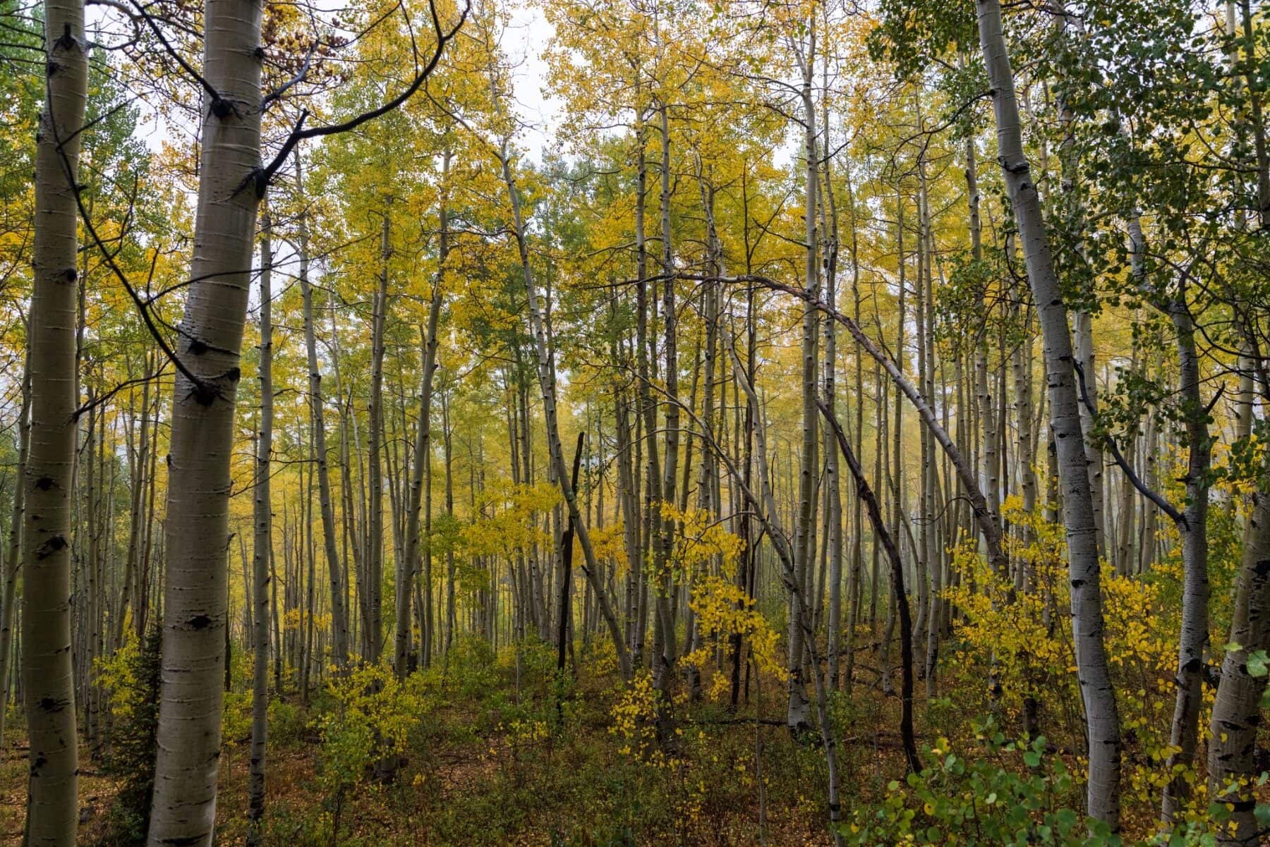 Ohio Pass
