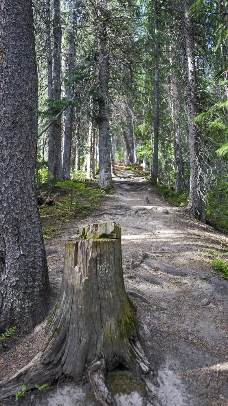 Up through the trees, steep and sometimes slippery