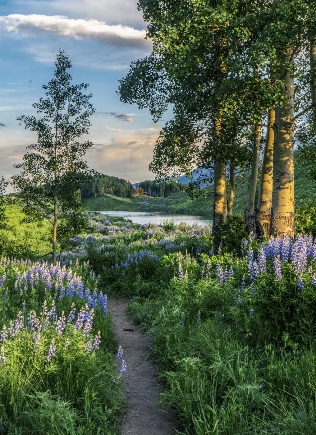 Lupine at the high view of Long Lake
