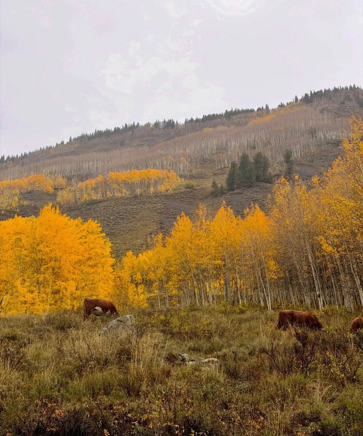 Slate River Valley
