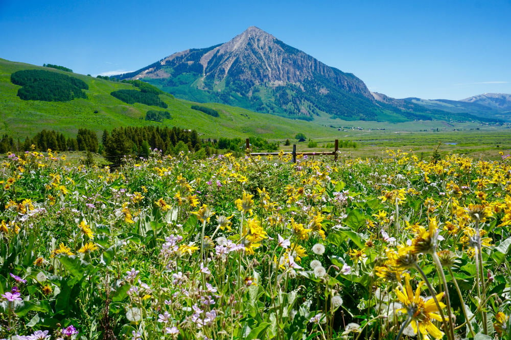 Find Colorado Wildflower Peak Season