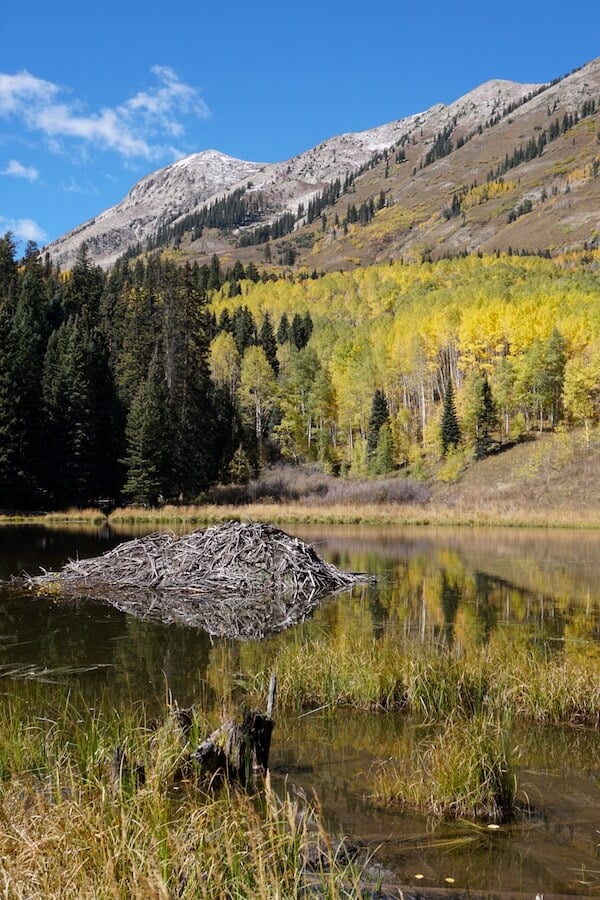 Beaver ponds trail on sale yellowstone