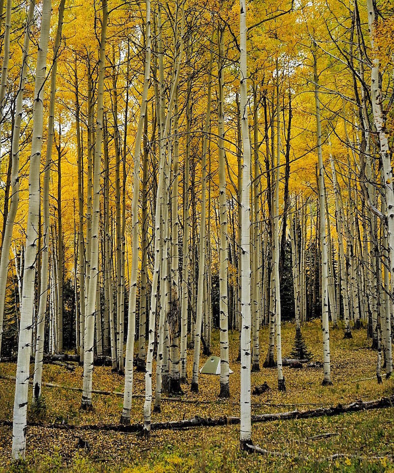 List 99 Wallpaper Black Leaves On Aspen Trees Superb   IMG 7331 