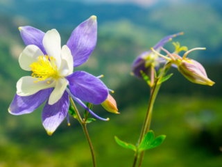 Crested Butte, Colorado: A Mountain Paradise